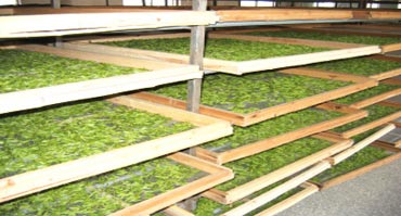 312ded6c61.jpg 茶葉烘干2.jpg